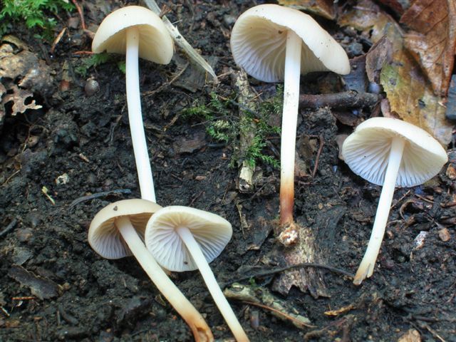 Marasmius wynnei